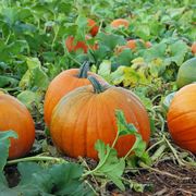 how to keep pumpkins from rotting