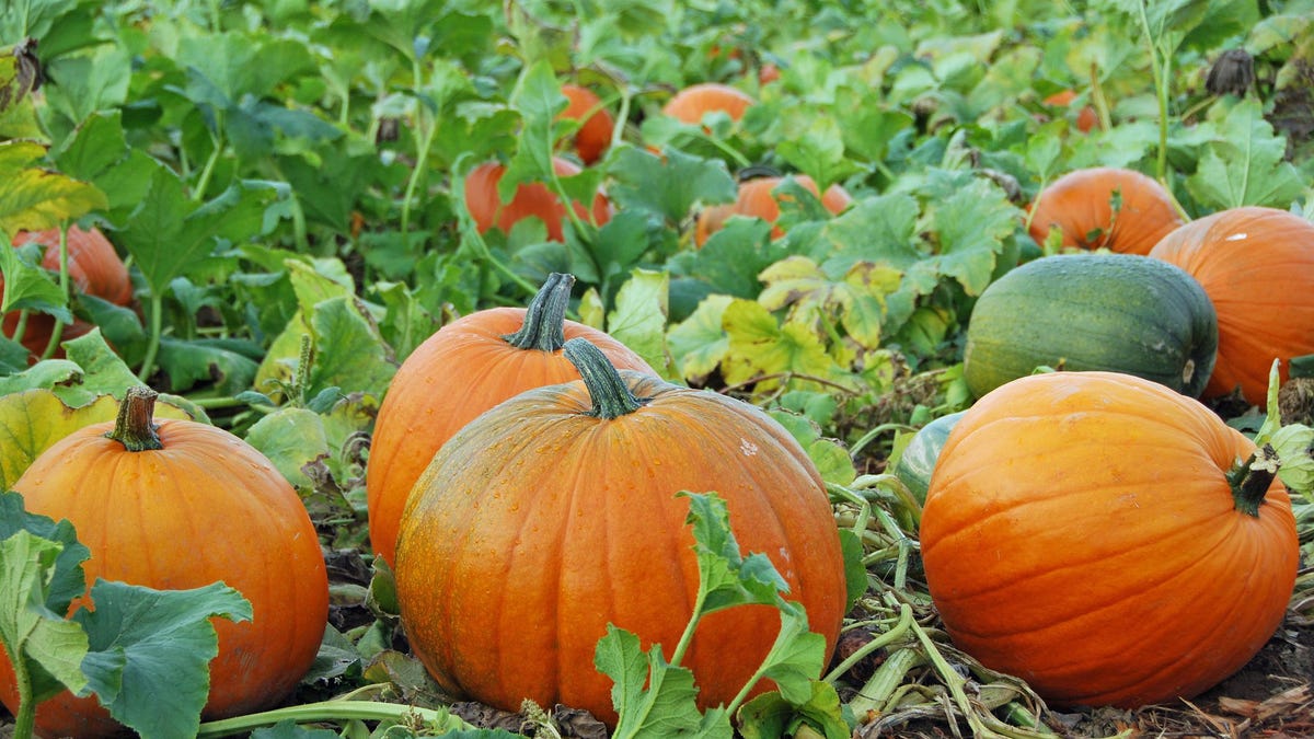 preview for This Pumpkin Village in Dallas Looks Absolutely Incredible