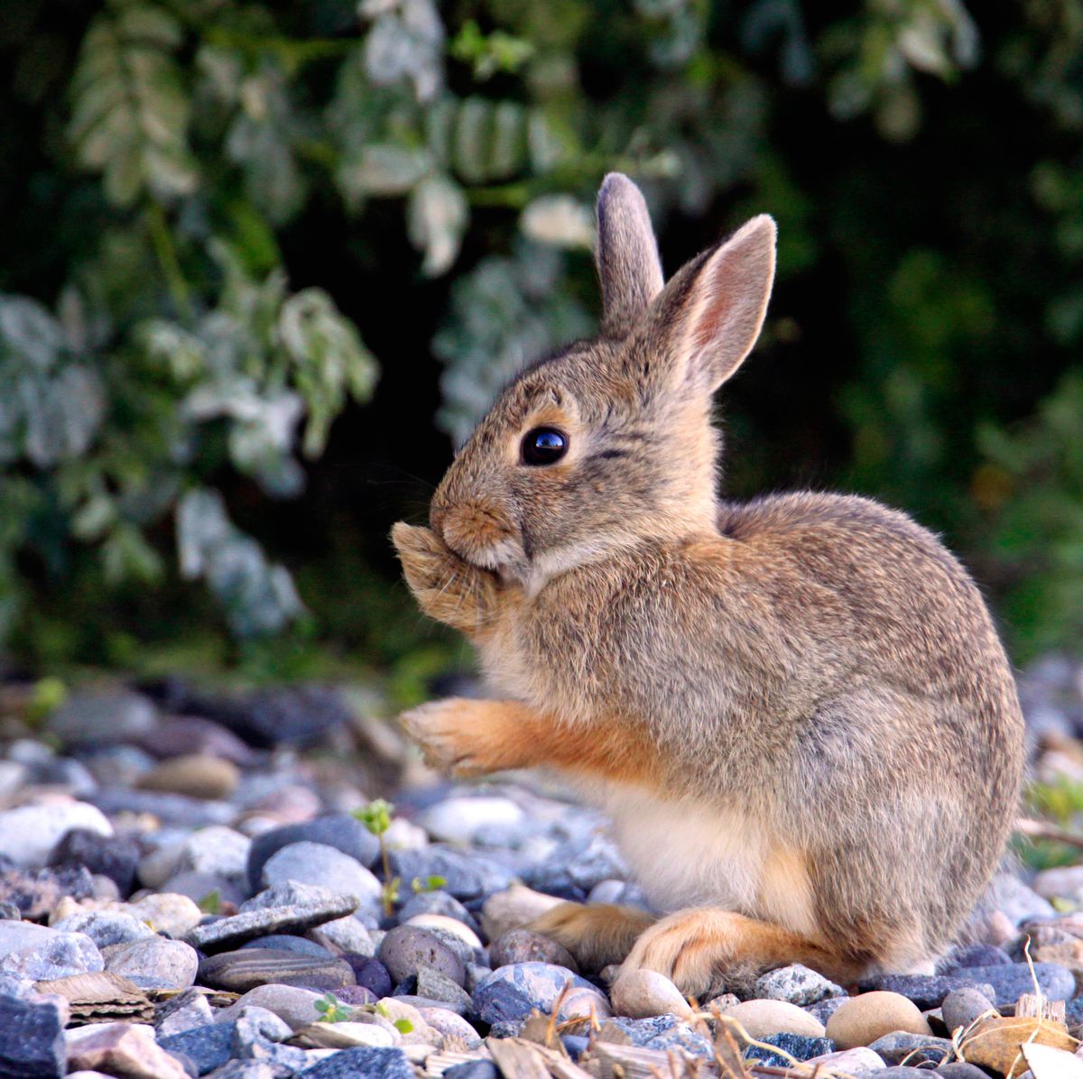 How to Keep Rabbits Out of Garden - 5 Best Rabbit Repellents