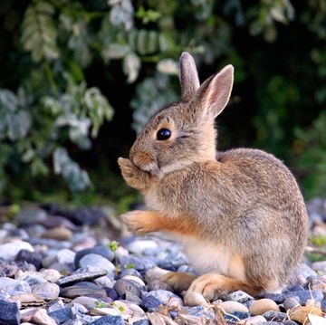 how to keep rabbits out of garden
