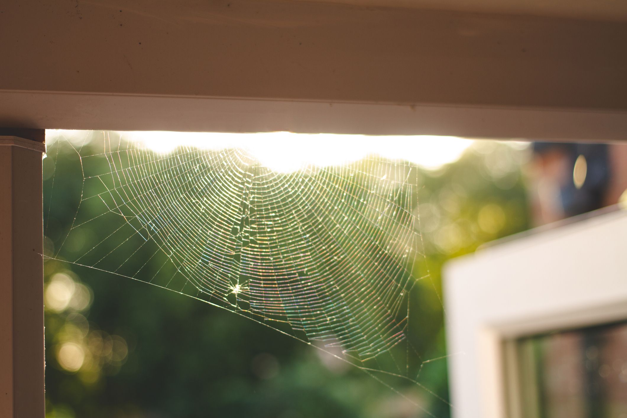 How To Get Rid of Spiders In Your House