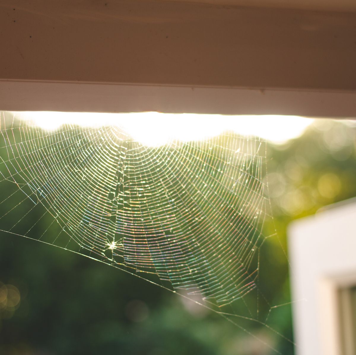 preview for 10 natural ways to keep spiders out of your home