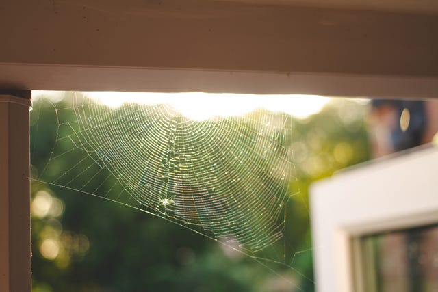 https://hips.hearstapps.com/hmg-prod/images/how-to-keep-spiders-out-your-house-natural-way-64e5da6521d82.jpg?crop=1.00xw:0.752xh;0,0.168xh&resize=640:*