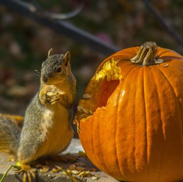 how to keep squirrels from eating pumpkins