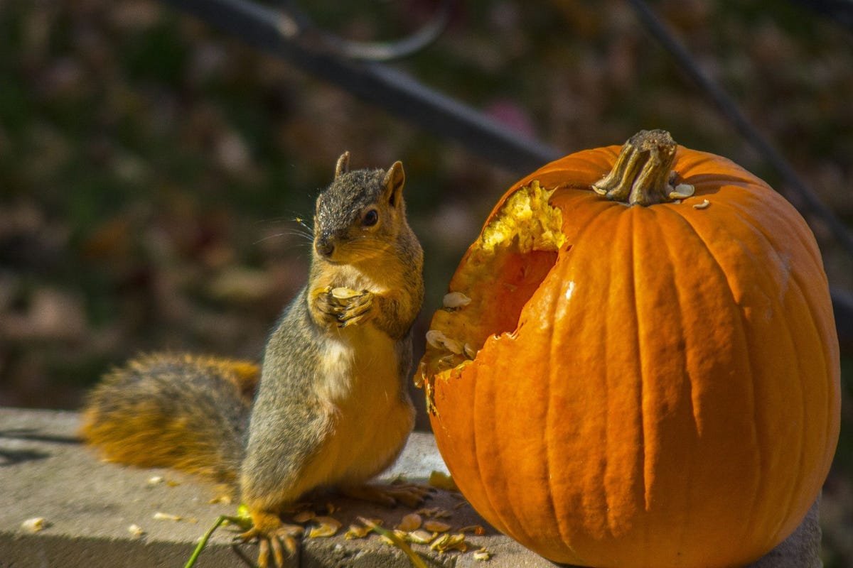 easy-ways-to-keep-squirrels-out-of-plants-squirrel-plants-vegetable