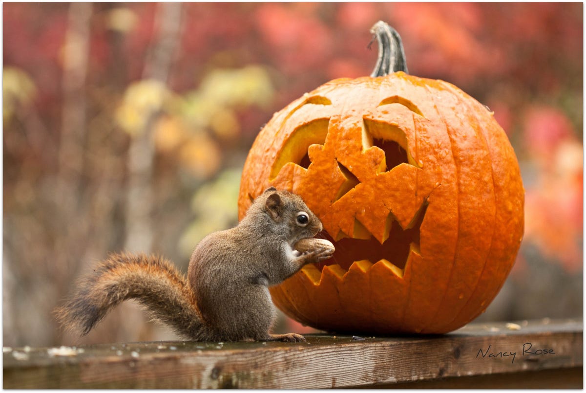 how-to-keep-squirrels-from-eating-pumpkins-on-your-porch