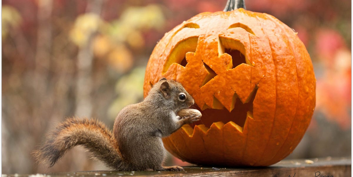 How To Stop Squirrels From Eating Your Pumpkins This Fall how-to-keep-squirrels-from-eating-pumpkins-on-your-porch
