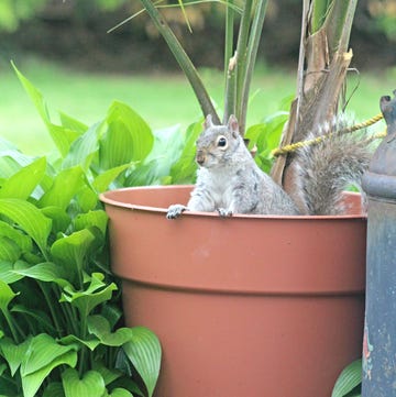 how to keep squirrels out of garden