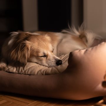 how to keep your dog cosy and comfortable in bed this winter