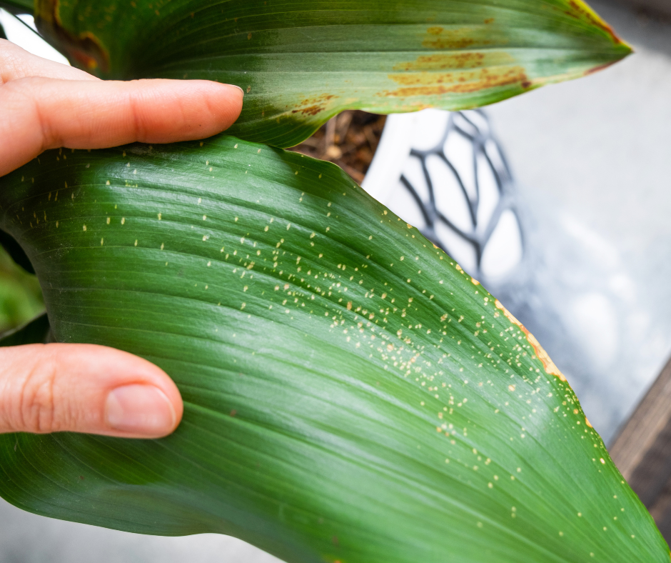 howtokeepyourindoorplantspestfree