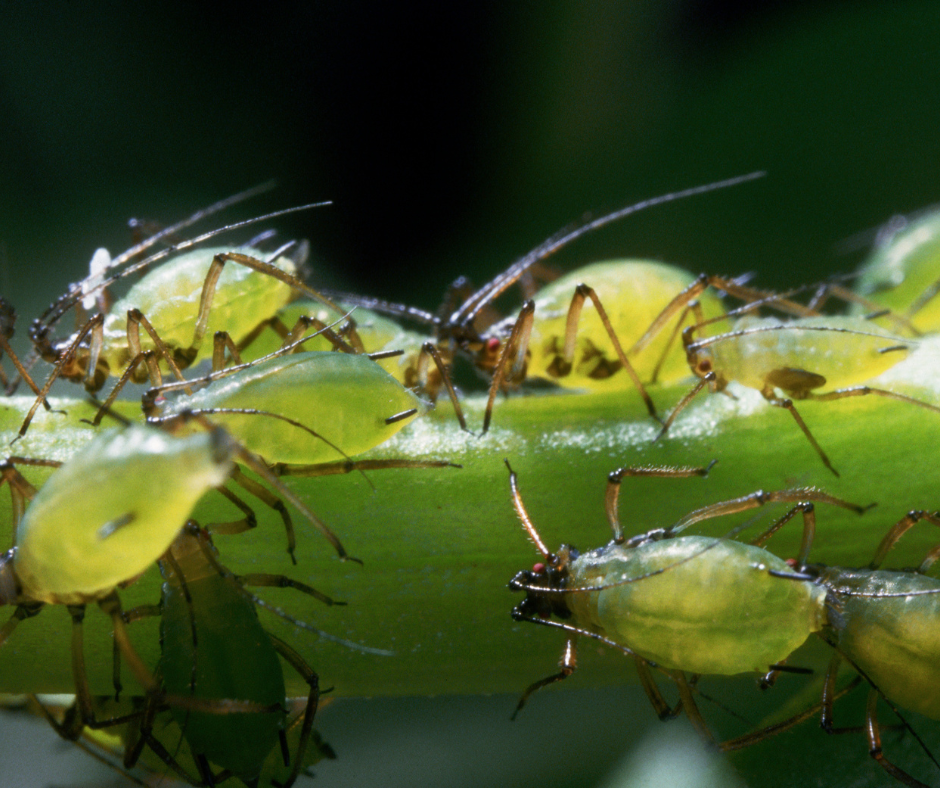 closeup of green aphids on a green stem