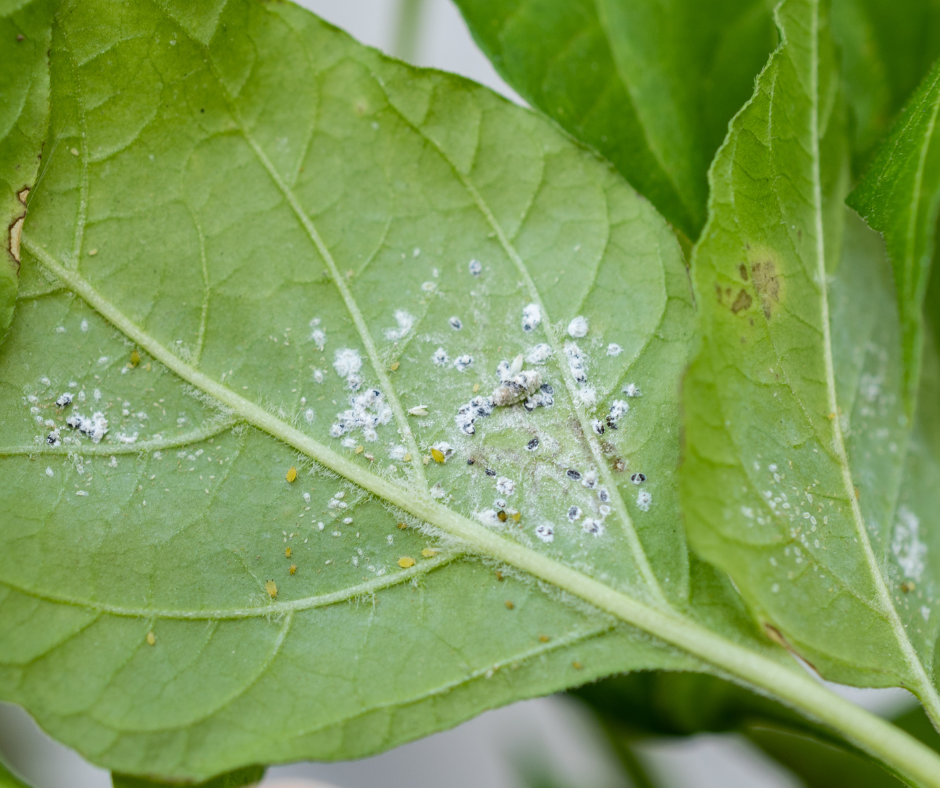 howtokeepyourindoorplantspestfree