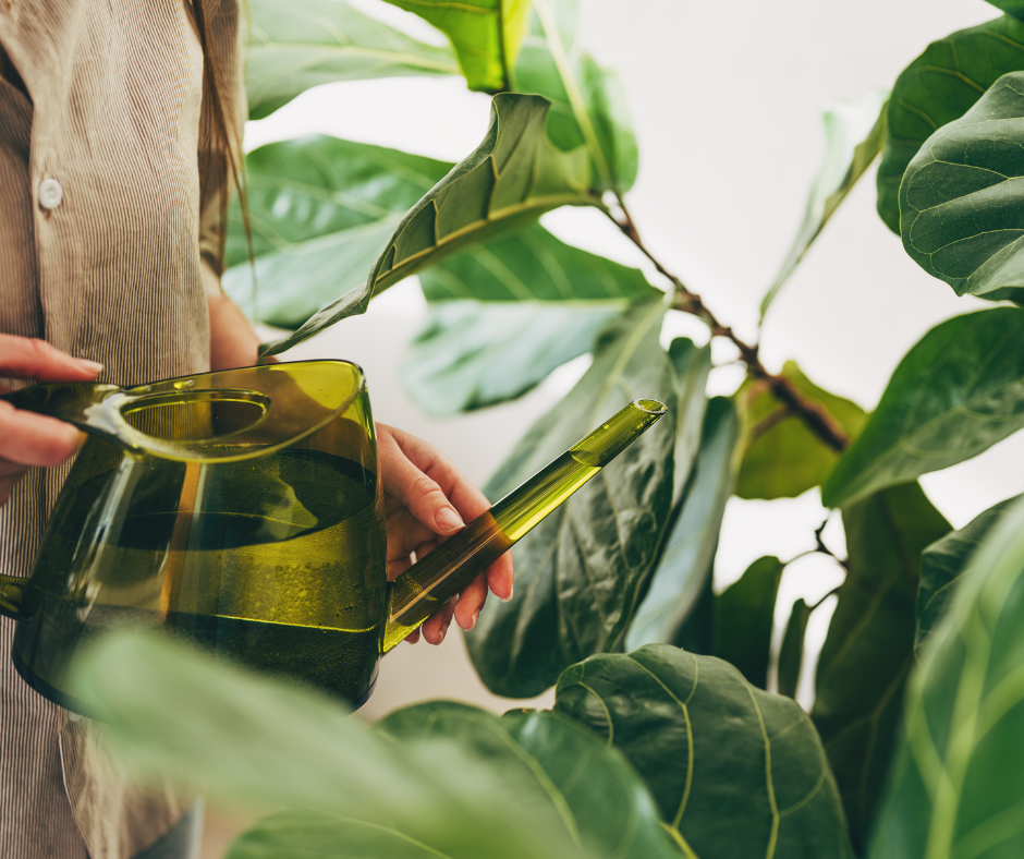 watering a houseplant with a green watering can