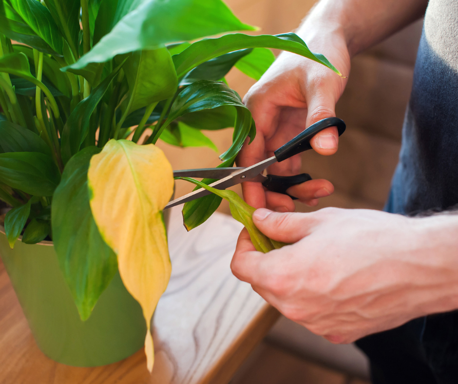 howtokeepyourindoorplantspestfree