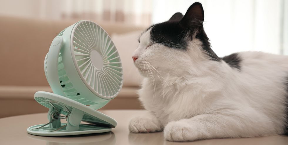 how to keep your pet cool