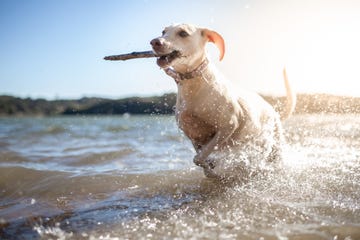 how to keep your pet cool