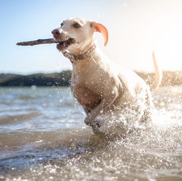 how to keep your pet cool how to keep your pet cool