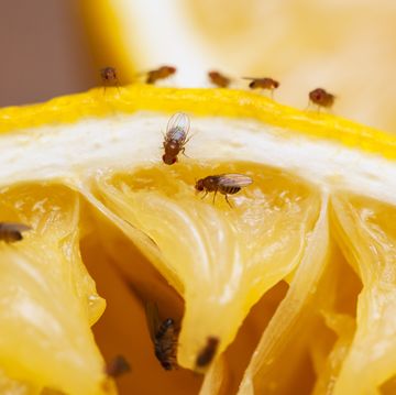 how to kill fruit flies, fruit flies on squeezed lemon slice