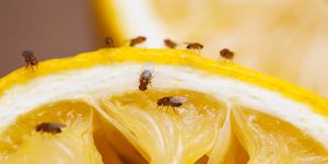 how to kill fruit flies, fruit flies on squeezed lemon slice