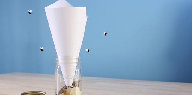 Fruit Fly Trap Sprays And Electronic Devices 