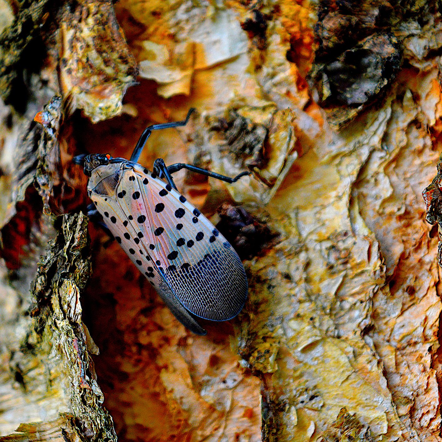 Lanternflies Are Overwhelming 14 States as They Breed Rapidly This Fall