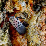 how to kill lanternfly bugs  how to remove lantern flies