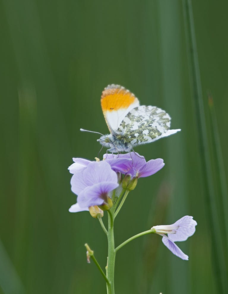 how-to-make-a-butterfly-garden-diy-butterfly-garden-for-kids