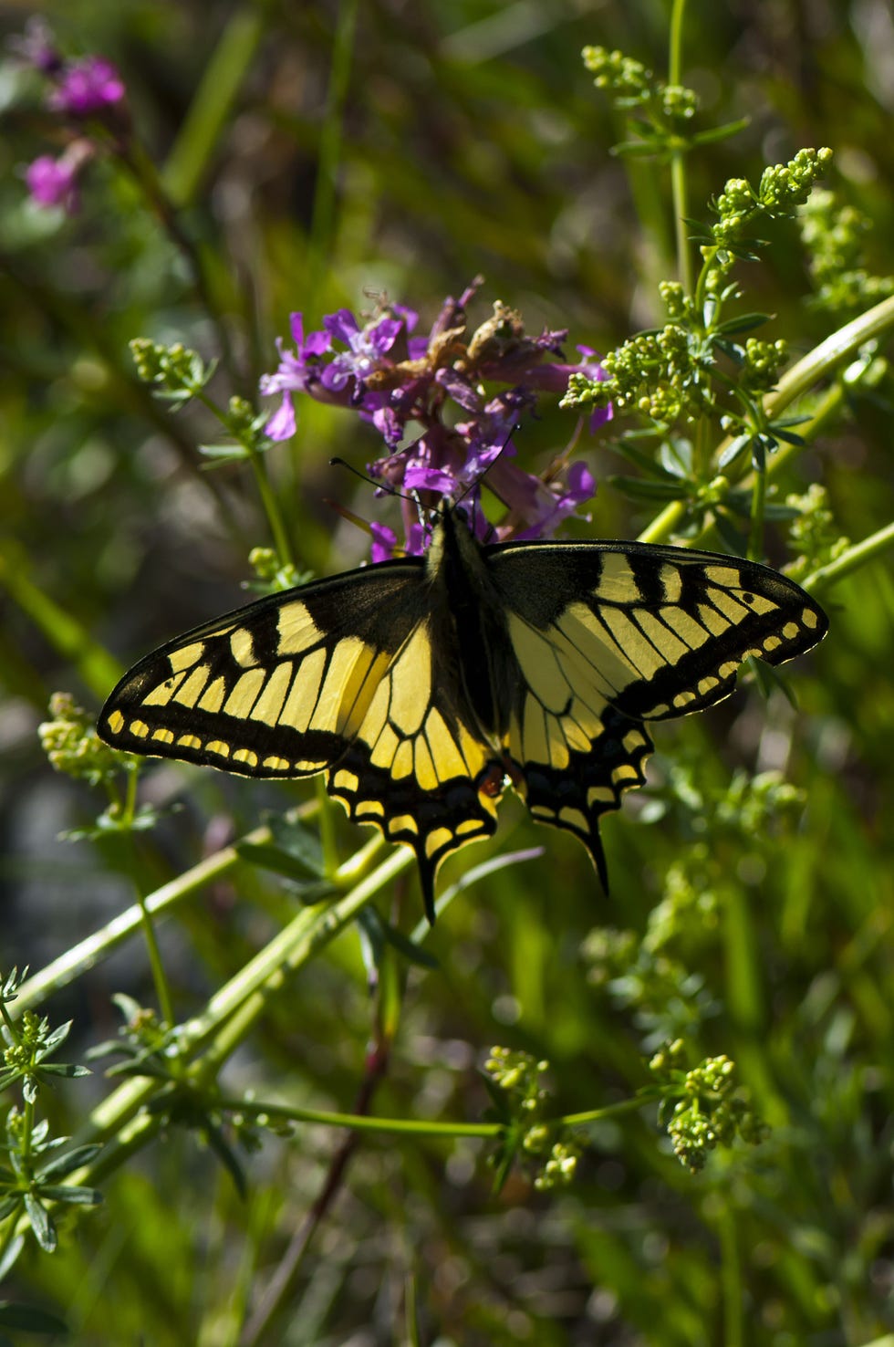 Monarch Butterfly Ornament - Burpee