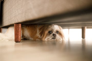 how to make sure your pets stay safe around fireworks