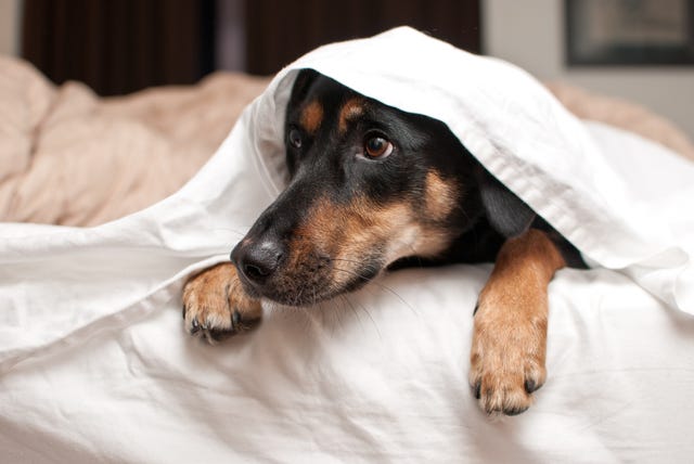 how to make sure your pets stay safe around fireworks