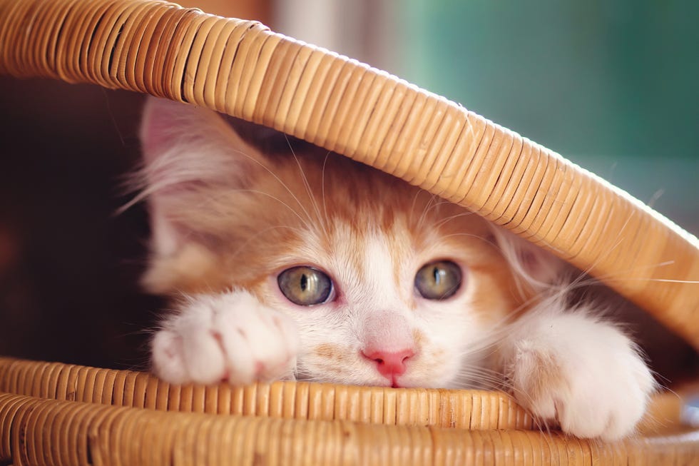 how to make sure your pets stay safe around fireworks