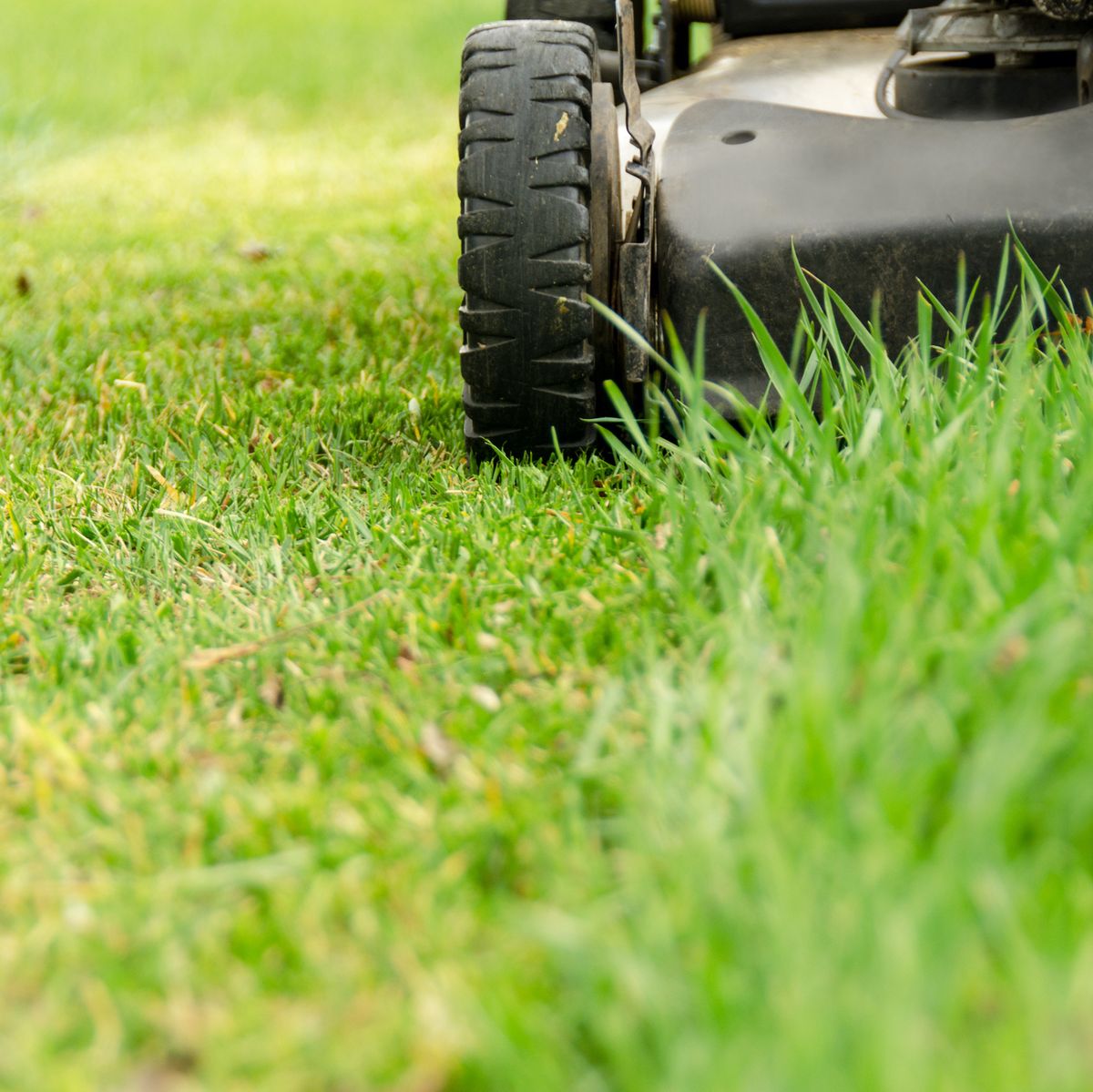 When to Cut New Grass for the First Time: Essential Tips for Beginners!