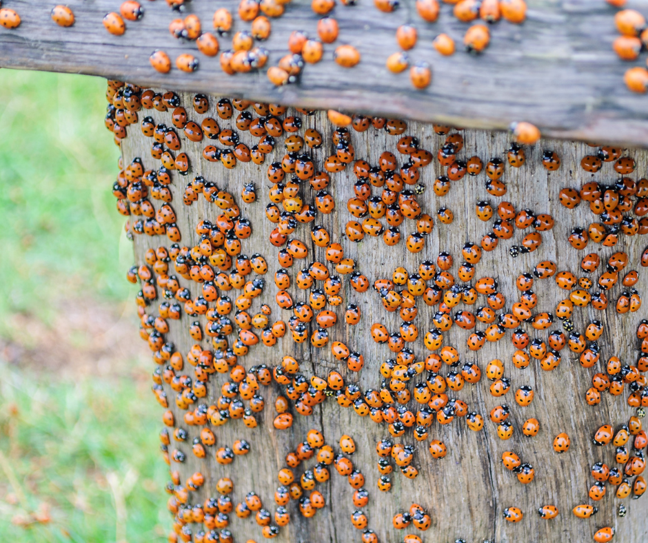 cluster of ladybugs on a wooden surface