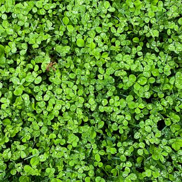 how to plant clover lawn