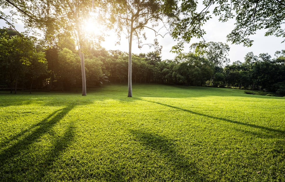 grass background