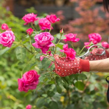 woman tending to rose bush