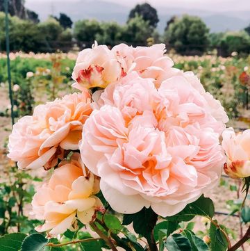 cluster of soft peach garden roses, evelyn variety, at grace rose farm