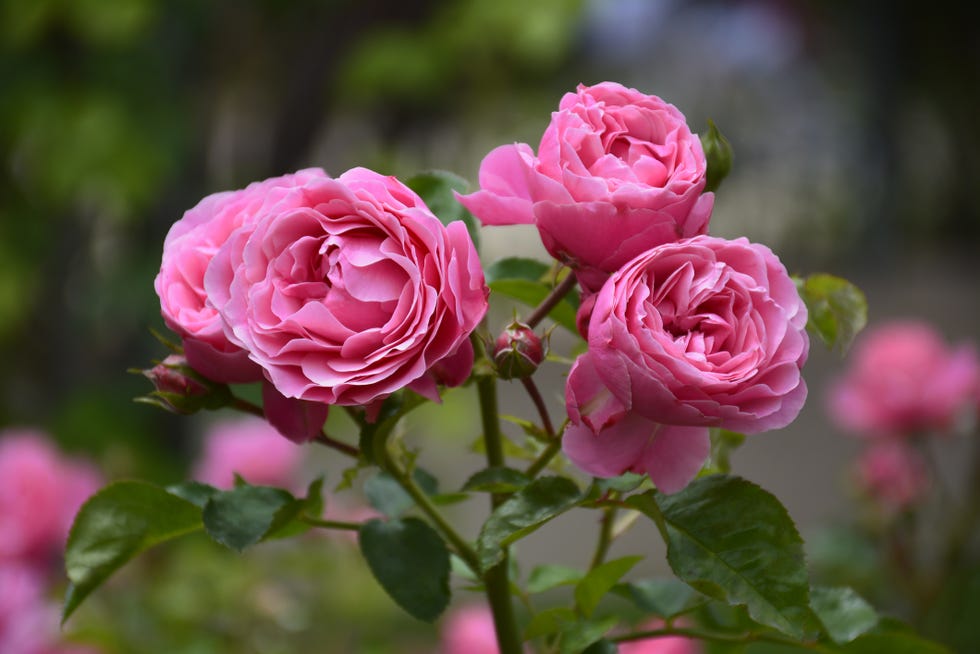 how-to-plant-roses-how-to-grow-roses-in-your-garden