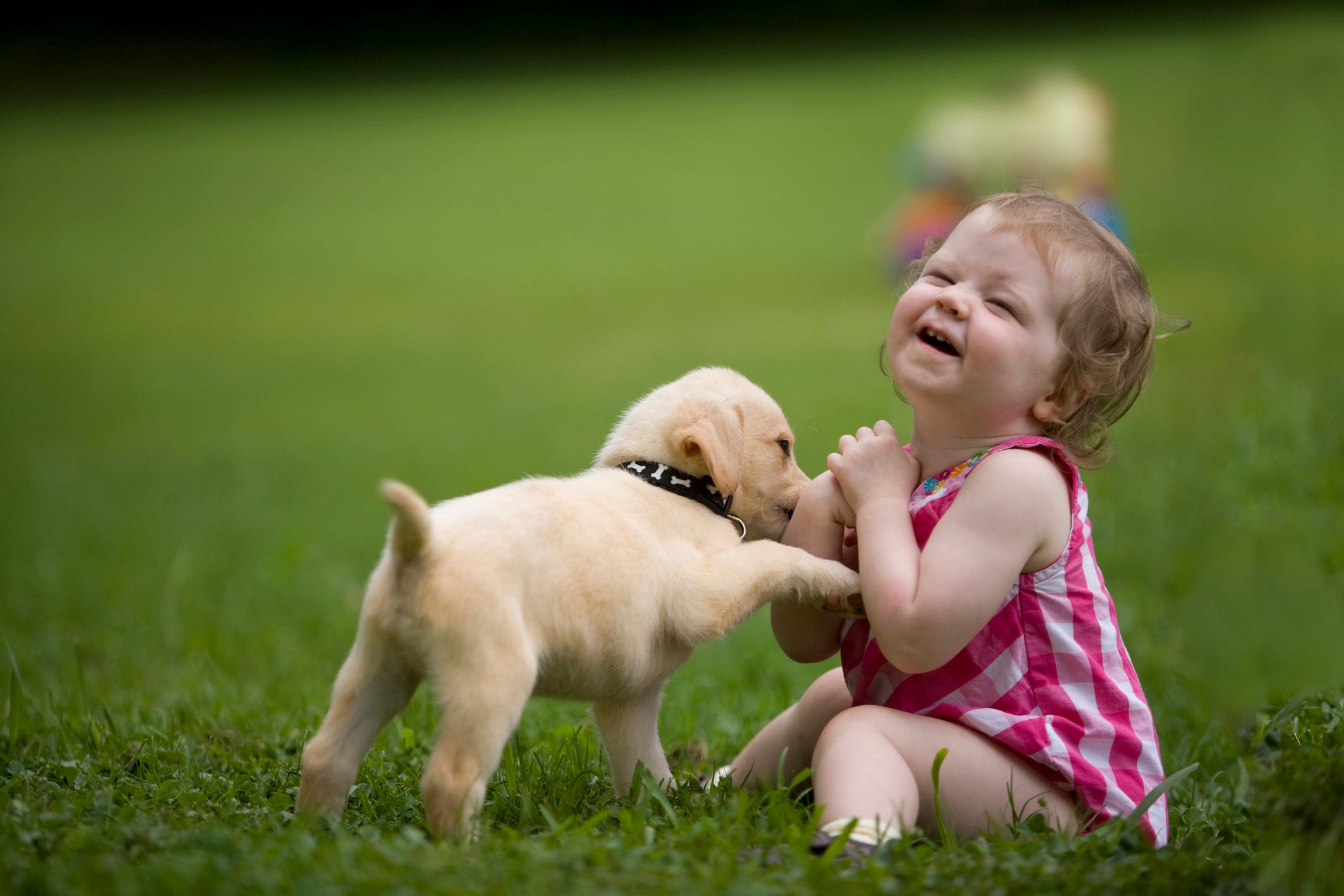 How to Potty Train a Dog