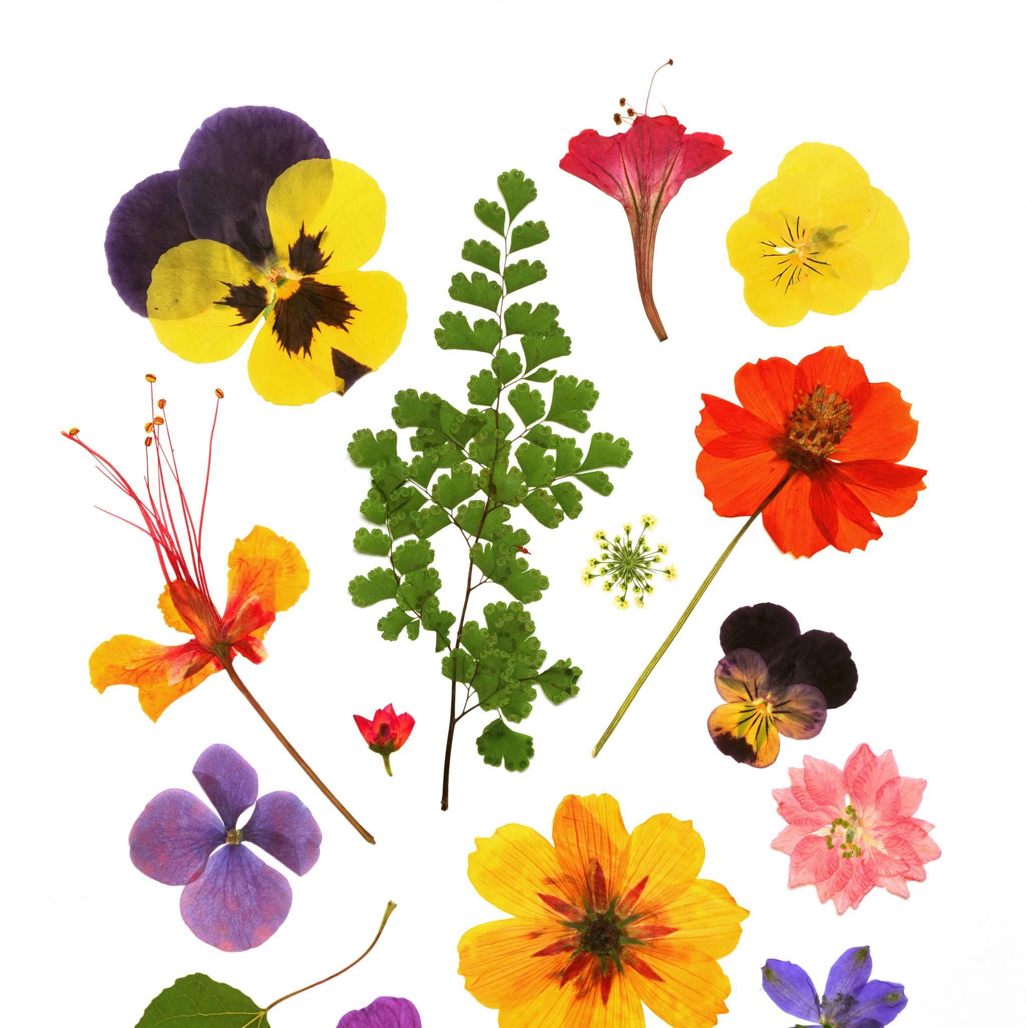 Flower press: the best flower press to buy and how to press flowers -  Gardens Illustrated