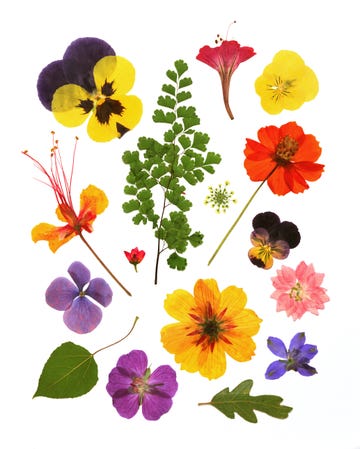 How to press flowers