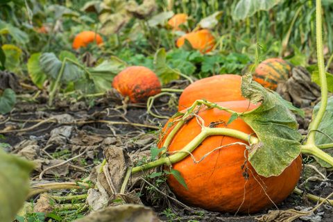how to prevent rotting pumpkins on vine
