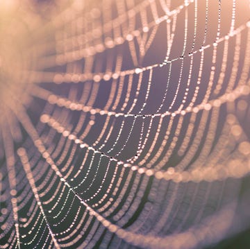 How to prevent spiders how to prevent spiders