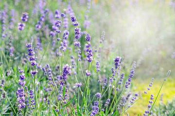 lavanda en el jardín
