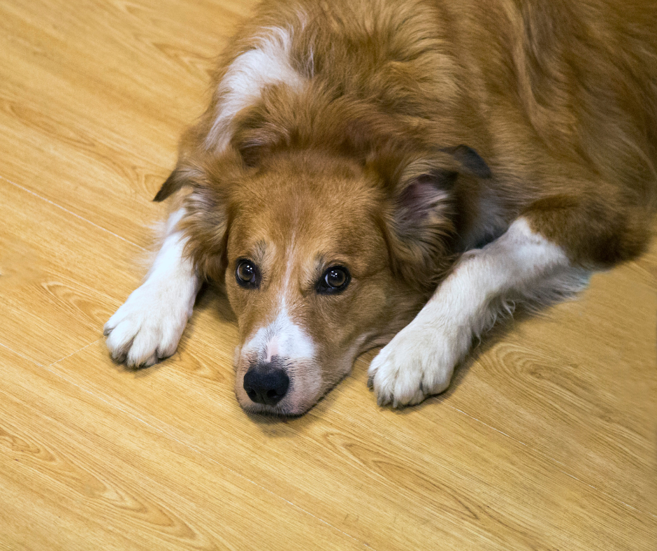 a dog resting on a wooden floor