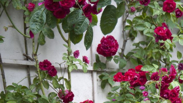 How to Prune Roses