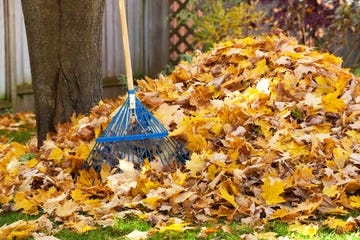 a blue rake surrounded by a pile of fall leaves