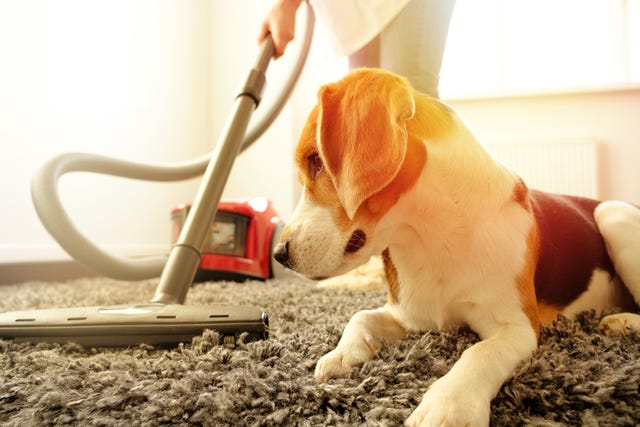 how to clean up dried dog poop on carpet