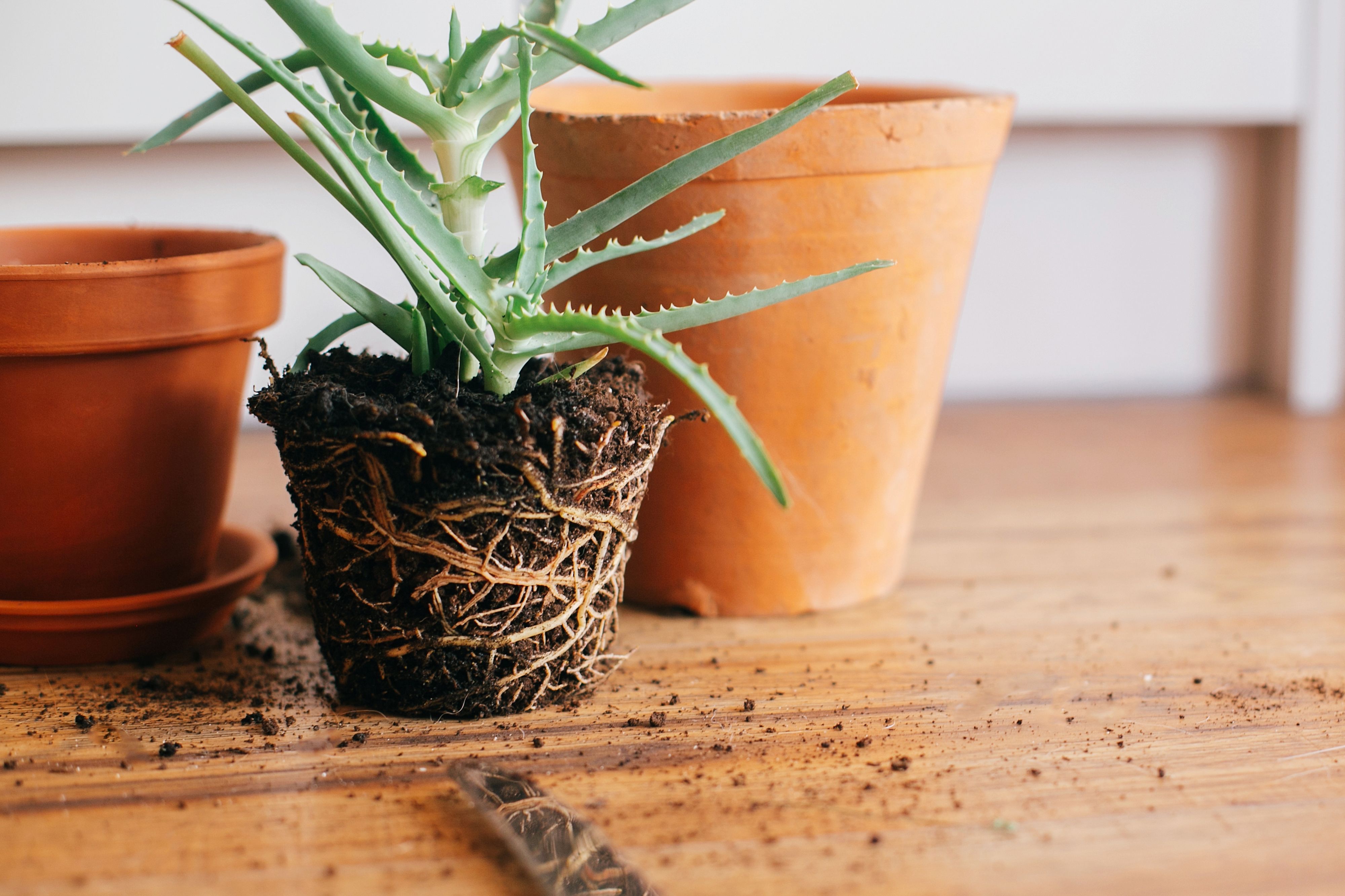 Repotting store