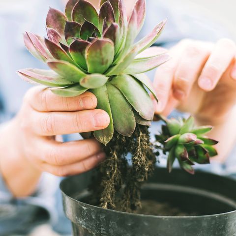 how to repot plants